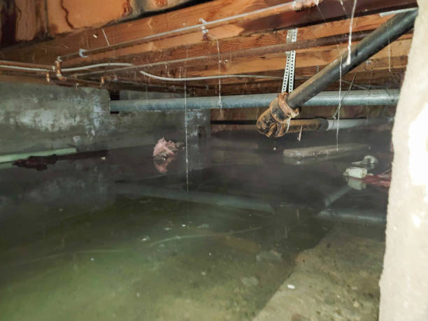 Best Water damage restoration insurance claims  in Shattuck, OK