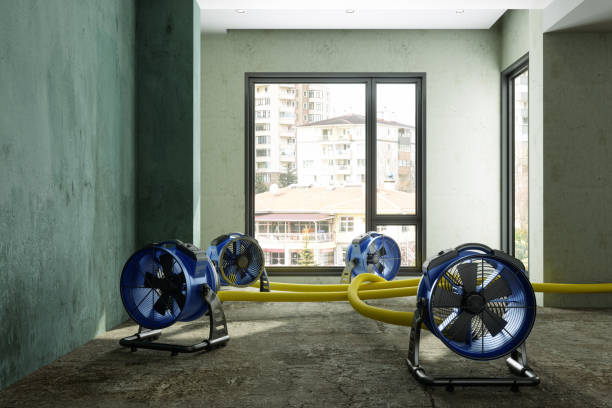 Best Professional water damage repair  in Shattuck, OK